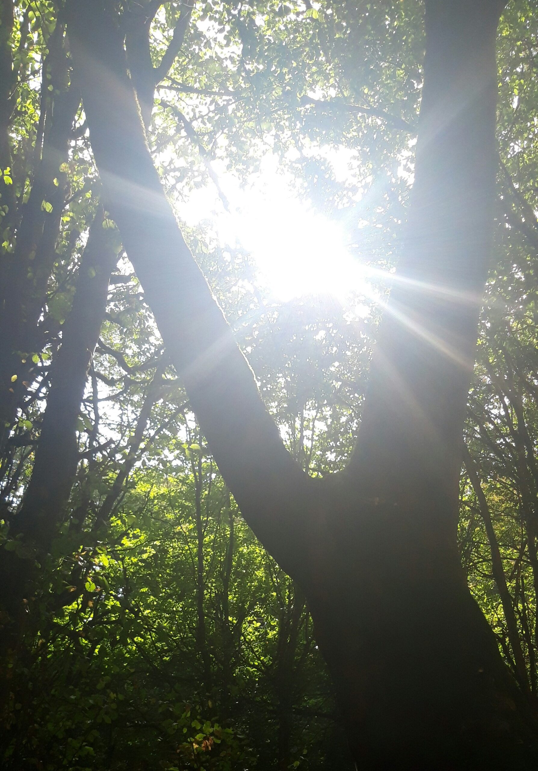 rising sun (1)